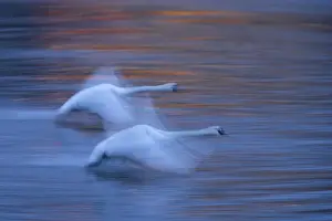 Spread Wings Prints: Mute swan (Cygnus olor), at dawn, in flight over the River Vltava, Prague, Czech Republic