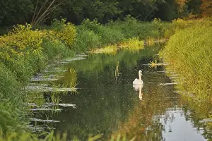 Marshes Prints: A Mute Swan (Cygnus olor), in the marshes at Ham Wall National Nature Reserve