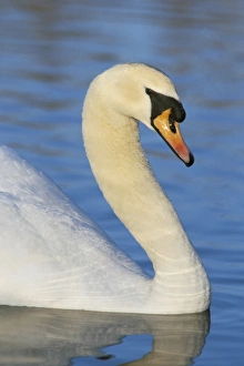 Lancashire Prints: Mute swan (Cygnus olor), Martin Mere WWT, Lancashire, England, United Kingdom, Europe