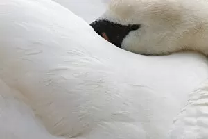 Mute swan (Cygnus olor), resting, Abbotsbury Swannery, Dorset, England