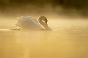 Swim Prints: Mute swan (Cygnus olor) at sunrise, territorial behaviour, Kent, England, United Kingdom
