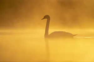 Swim Prints: Mute swan (Cygnus olor) at sunrise, Kent, England, United Kingdom, Europe