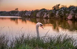 Elegance Prints: Mute Swan (Cygnus olor) at sunset on the River Cuckmere at Exceat