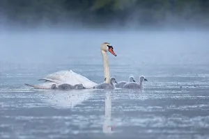 Water Bird Prints: Mute Swan family, United States of America, North America