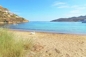 Coastal View Prints: Mute swan resting on Livadi beach, Serifos Island, Cyclades, Greek Islands, Greece, Europe