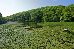 Isle Prints: Mute swan in spring morning sunshine, Bosherton Lily Ponds, Stackpole Estate