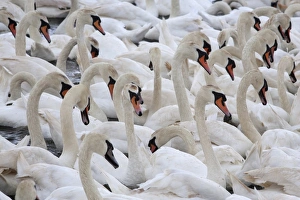 Images Dated 19th June 2009: Mute swans (Cygnus olor), Abbotsbury Swannery, Dorset, England, United Kingdom, Europe