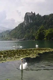 Mute swans (Cygnus olor) and Mallard ducks (Anas platyrhynchos), Lake Bled, slovenia, slovenian, europe, european