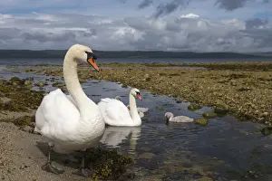 Arran Prints: Mute swans (Cygnus olor) on seashore at freshwater stream mouth