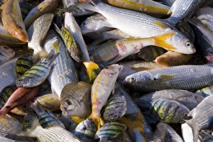 Images Dated 11th December 2007: Mutrah fish market
