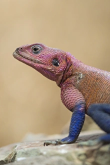 Mwanza flat-headed rock agama (Agama mwanzae), Serengeti National Park, Tanzania Mwanza flat-headed rock agama (Agama mwanzae), Serengeti National Park, Tanzania