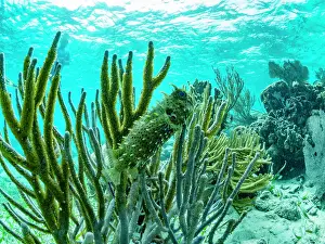 Chan Prints: A myriad of fish and coral underwater at Hol Chan Marine Preserve