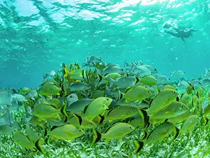 Schools Prints: A myriad of fish and coral underwater at Hol Chan Marine Preserve