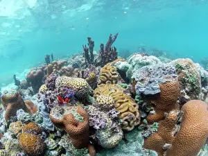 Invertebrates Prints: A myriad of hard and soft corals compete for space on the substrate of Darwin's Wall
