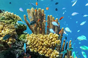 Marine Ecosystem Prints: A myriad of hard and soft corals