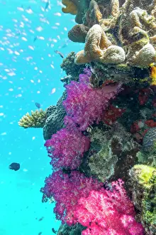 Nature Lovers Prints: A myriad of hard and soft corals