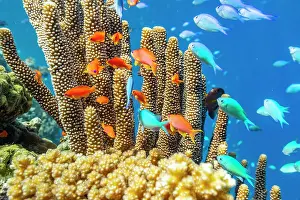 Marine Conservation Prints: A myriad of hard and soft corals