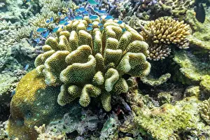 Marine Conservation Prints: A myriad of hard and soft corals