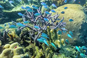 Marine Conservation Prints: A myriad of hard and soft corals