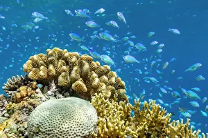Blue Water Prints: A myriad of hard and soft corals
