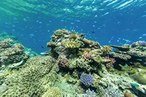 Blue Water Prints: A myriad of hard and soft corals