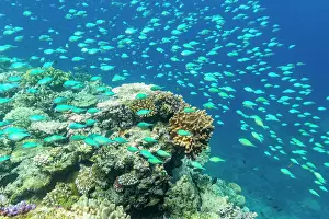 Marine Conservation Prints: A myriad of hard and soft corals