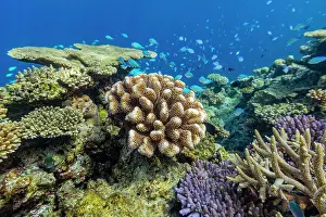 Ocean Exploration Prints: A myriad of hard and soft corals