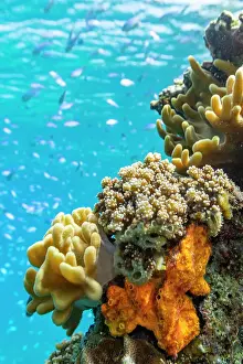 Marine Conservation Prints: A myriad of hard and soft corals