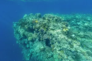 Marine Conservation Prints: A myriad of hard and soft corals