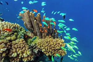 Vacation Destination Prints: A myriad of hard and soft corals
