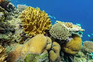 Ecosystem Health Prints: A myriad of hard and soft corals