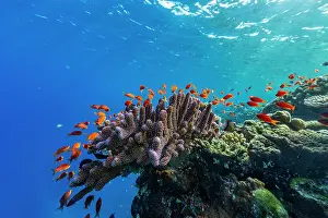 Ecological Diversity Prints: A myriad of hard and soft corals
