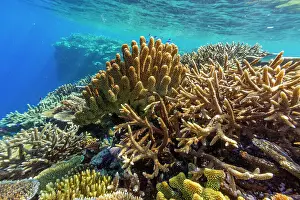 Marine Conservation Prints: A myriad of hard and soft corals