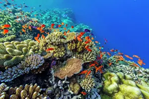 Marine Conservation Prints: A myriad of hard and soft corals