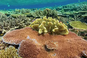 Marine Conservation Prints: A myriad of hard and soft corals
