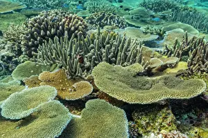 Marine Conservation Prints: A myriad of hard and soft corals