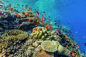 Marine Conservation Prints: A myriad of hard and soft corals