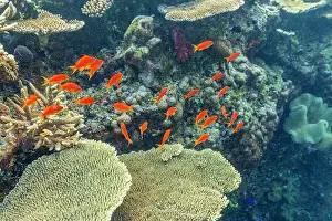 Marine Conservation Prints: A myriad of hard and soft corals