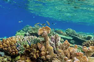 Marine Conservation Prints: A myriad of hard and soft corals