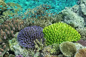 Blue Water Prints: A myriad of hard and soft corals