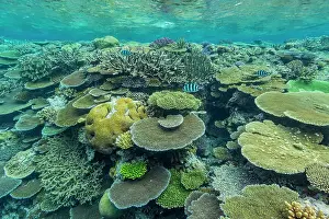 Marine Conservation Prints: A myriad of hard and soft corals