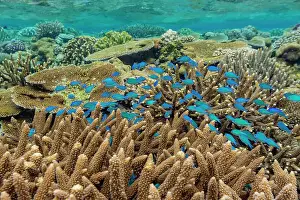 Fiji Prints: A myriad of hard and soft corals