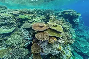 Ecological Diversity Prints: A myriad of hard and soft corals
