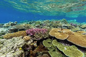 Ecological Diversity Prints: A myriad of hard and soft corals