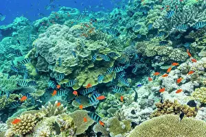 Blue Water Prints: A myriad of hard and soft corals