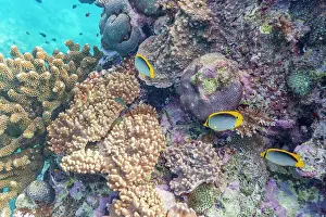 Marine Conservation Prints: A myriad of hard and soft corals