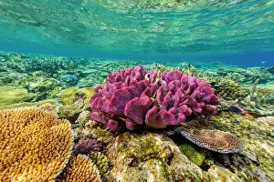 Marine Conservation Prints: A myriad of hard and soft corals at Vatu-I-Ra Conservation Park on Viti Levu