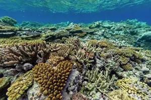 Ecological Diversity Prints: A myriad of hard and soft corals at Vatu-I-Ra Conservation Park on Viti Levu
