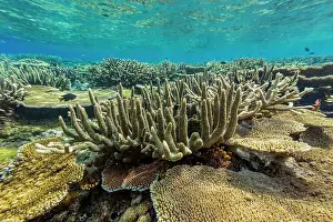 Marine Conservation Prints: A myriad of hard and soft corals at Vatu-I-Ra Conservation Park on Viti Levu