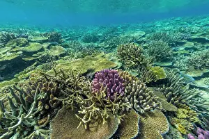 Nature Lovers Prints: A myriad of hard and soft corals at Vatu-I-Ra Conservation Park on Viti Levu